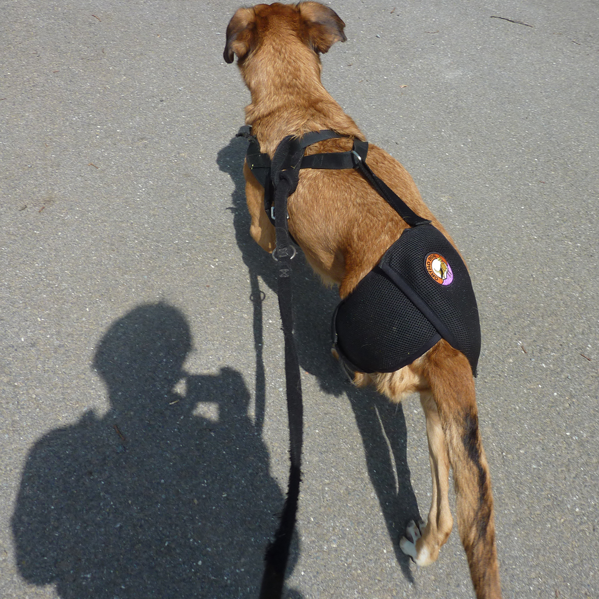 Hip Hound Brace Hond en Gezondheid