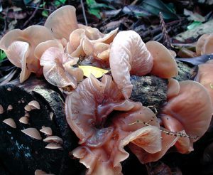 Auricualria polyricha