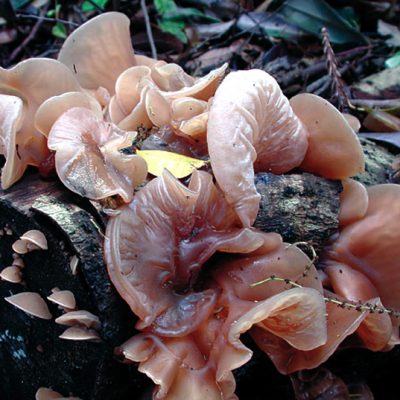 Auricualria polyricha